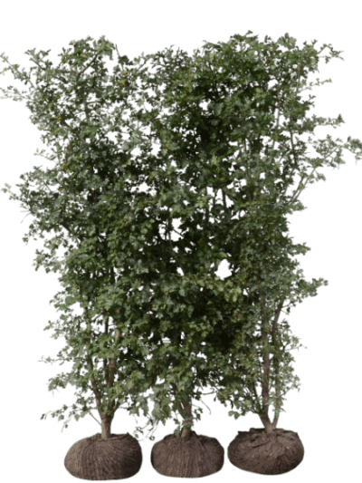 Hvidtjørn