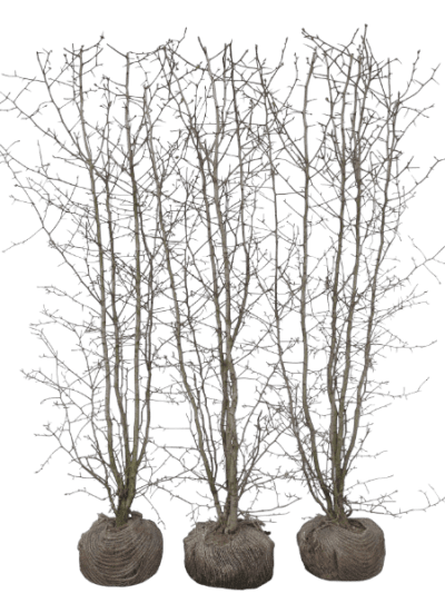 Skarlagentjørn – Vinter