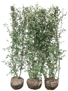 Bärhäggmispel häck - Amelanchier alnifolia färdighäck
