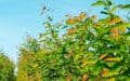 Prakthäggmispel häck sommar - Amelanchier lamarckii