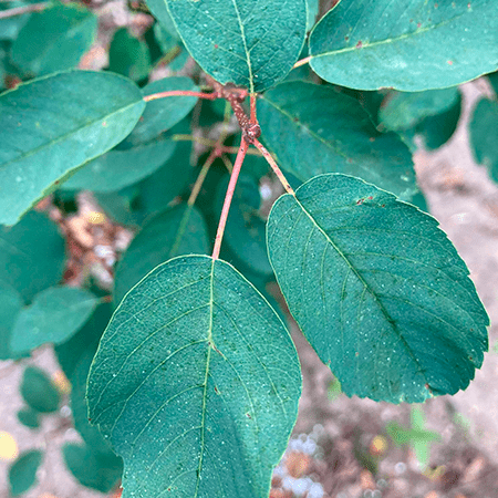 Bärhäggmispel häck - Amelanchier alnifolia färdighäck