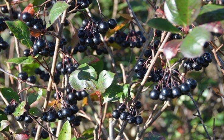 Aronia melanocarpa bær