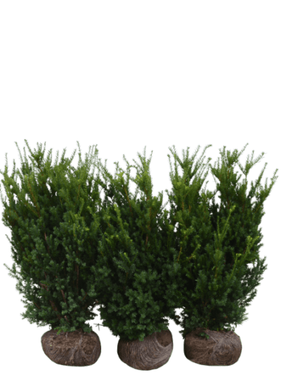 Taxus Hilli
