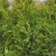 Thuja occidentalis Brabant